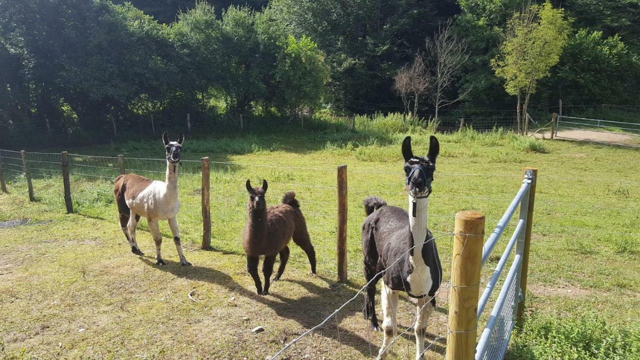 La Ferme Des Andes - Gite L'Atelier Quins Kültér fotó