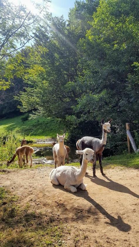 La Ferme Des Andes - Gite L'Atelier Quins Kültér fotó